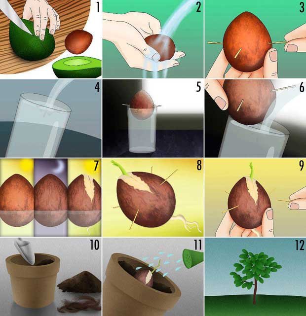 Cómo plantar un aguacate paso a paso.