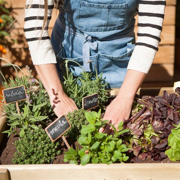 Huerto urbano: qué cultivar en otoño y en invierno