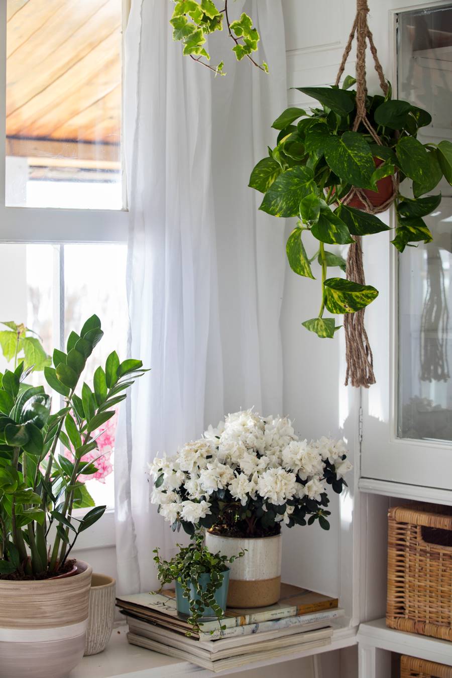 plantas-colgantes-interior-00495959 O
