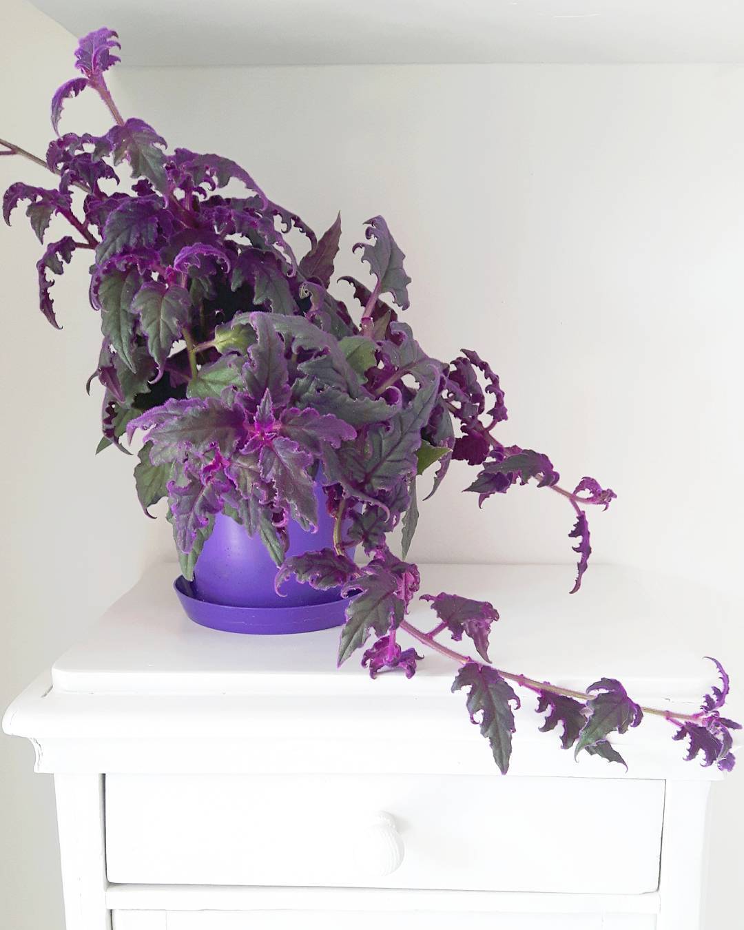 plantas para el dormitorio gynura