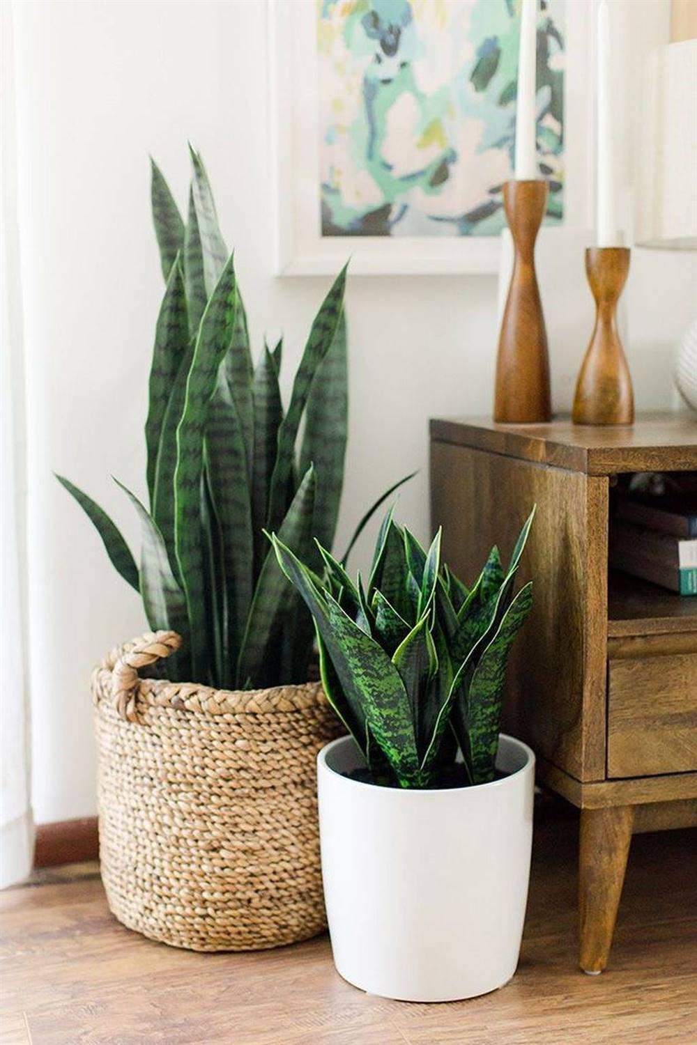 plantas para el dormitorio sansevieria