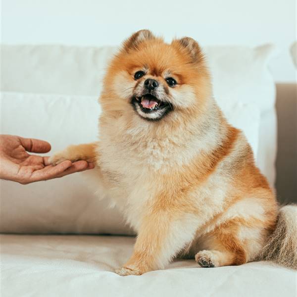 Pomerania, la raza de perro que conquistará tu corazón