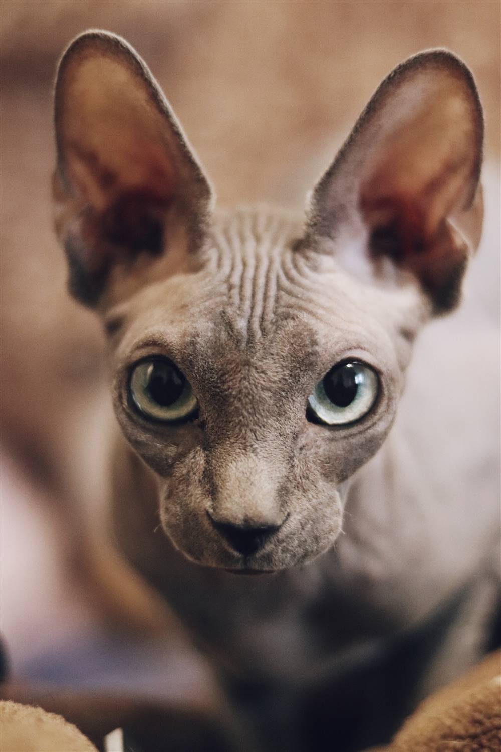 Gato sin pelo.
