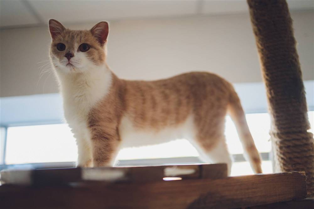 Gato Munchkin o gato salchicha.