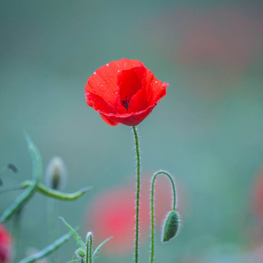 Amapola