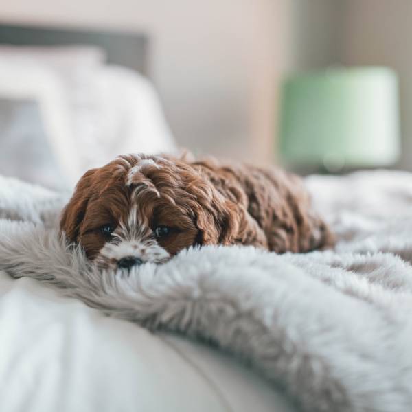 Qué hacen los perros cuando están a punto de morir