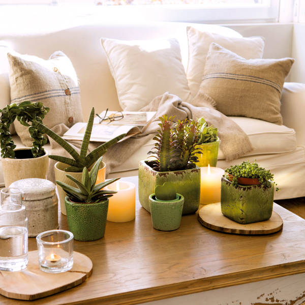 ¡Atención! Estas son las 20 plantas y flores de la suerte que atraen la energía positiva a tu casa
