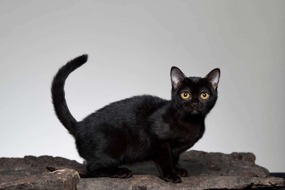 Gato bombay