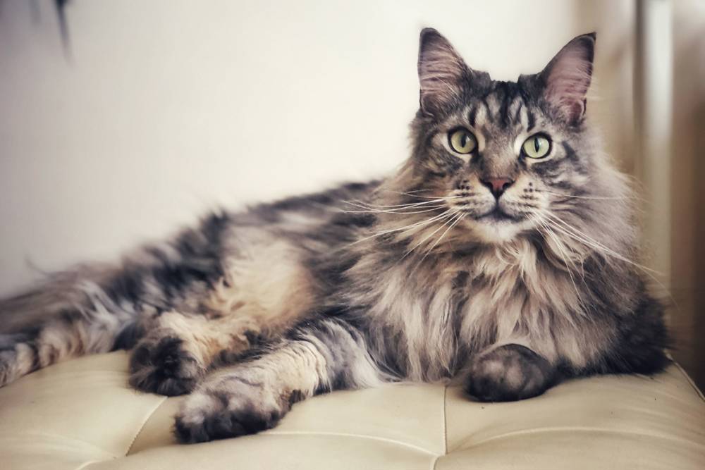 Gato Maine Coon