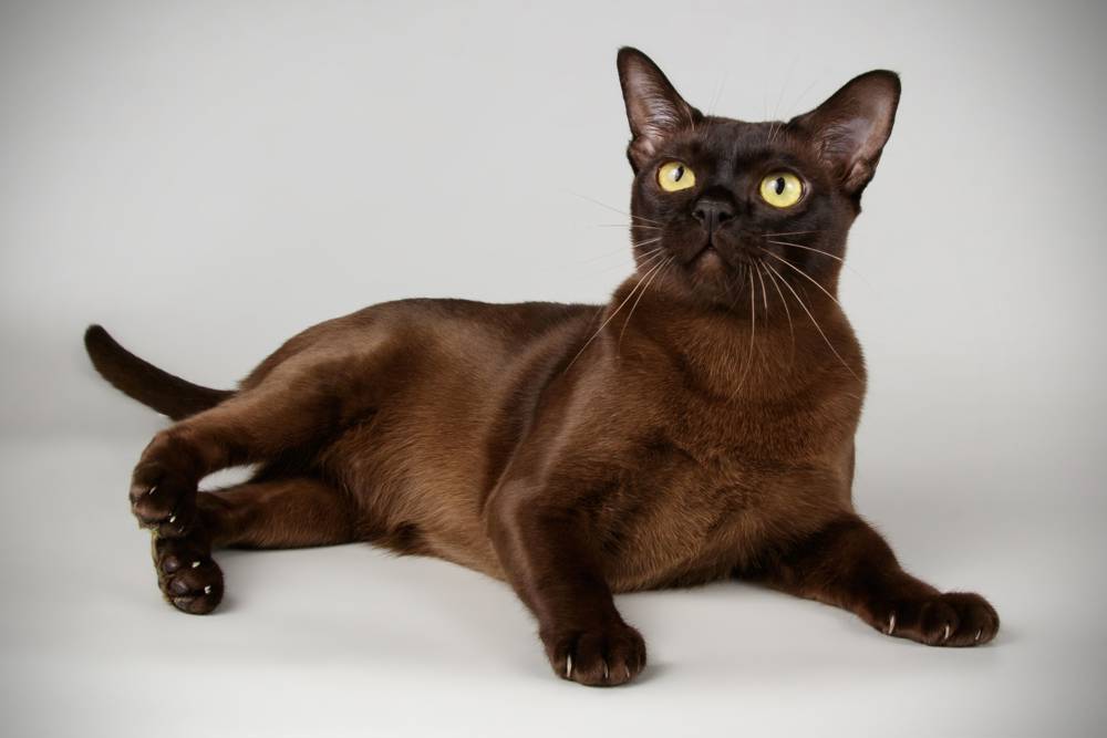 Gato Burmés