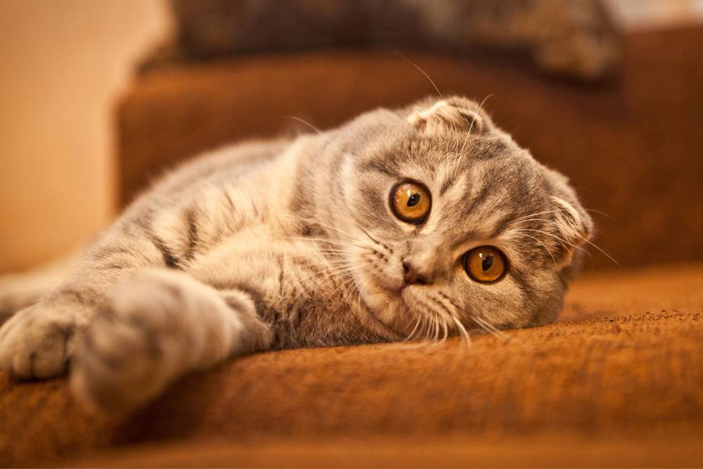Gato escocés