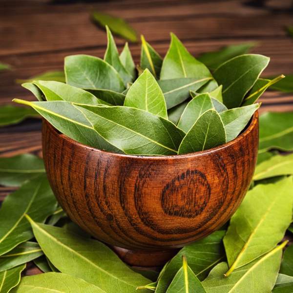 El sorprendente beneficio de poner hojas de LAUREL debajo de la almohada.