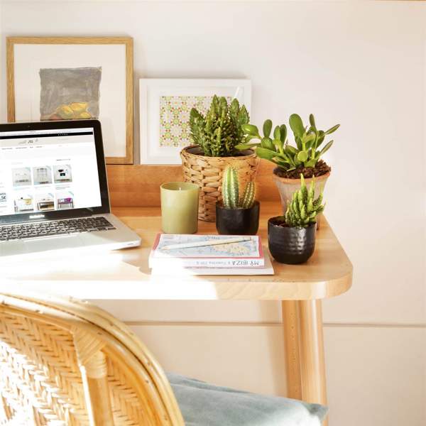 12 plantas negativas y que dan mala suerte en el hogar