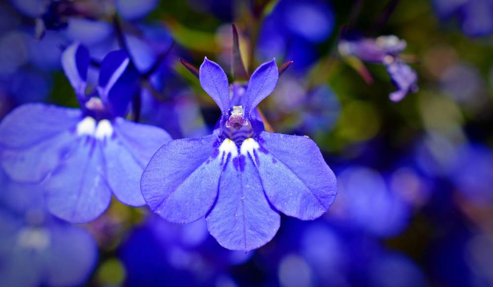Lobelia. 