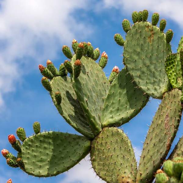 opuntia planta suculenta