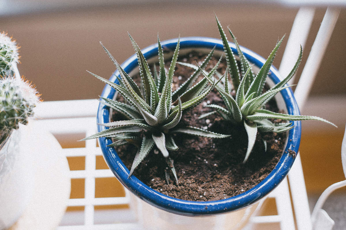 Haworthia suculenta planta