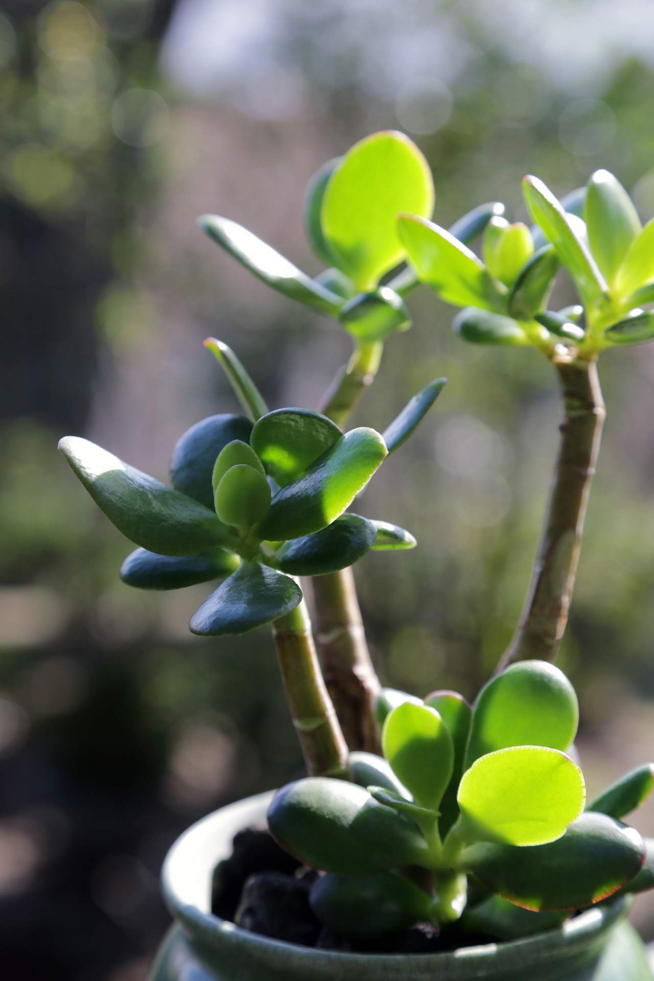 Planta de jade.