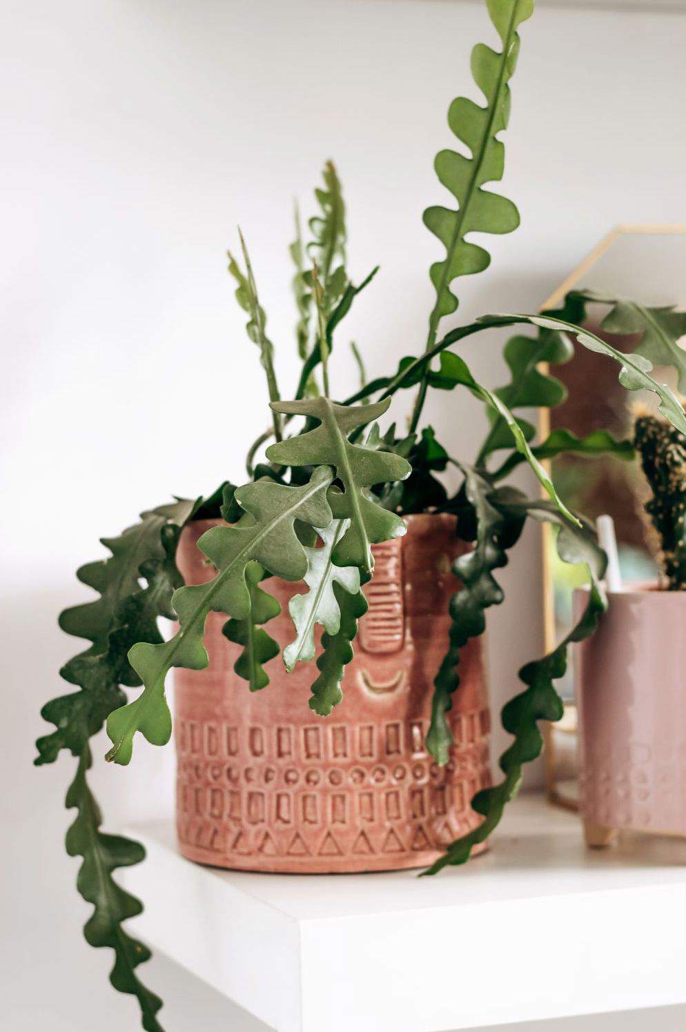 plantas epiphyllum anguliger