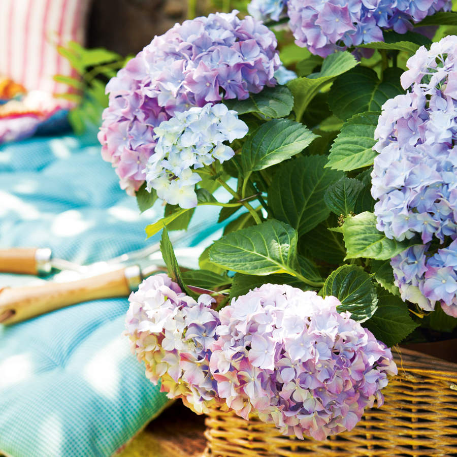 Hortensias-00436204