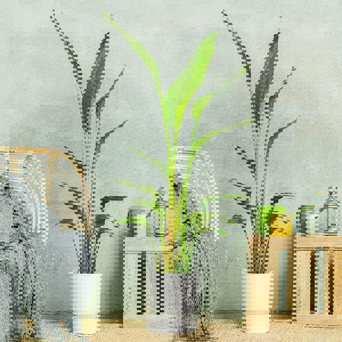 Dormitorio con planta Ave del Paraíso 
