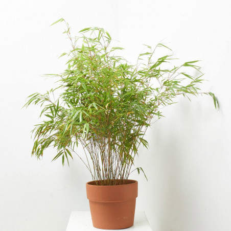 Planta de bambú