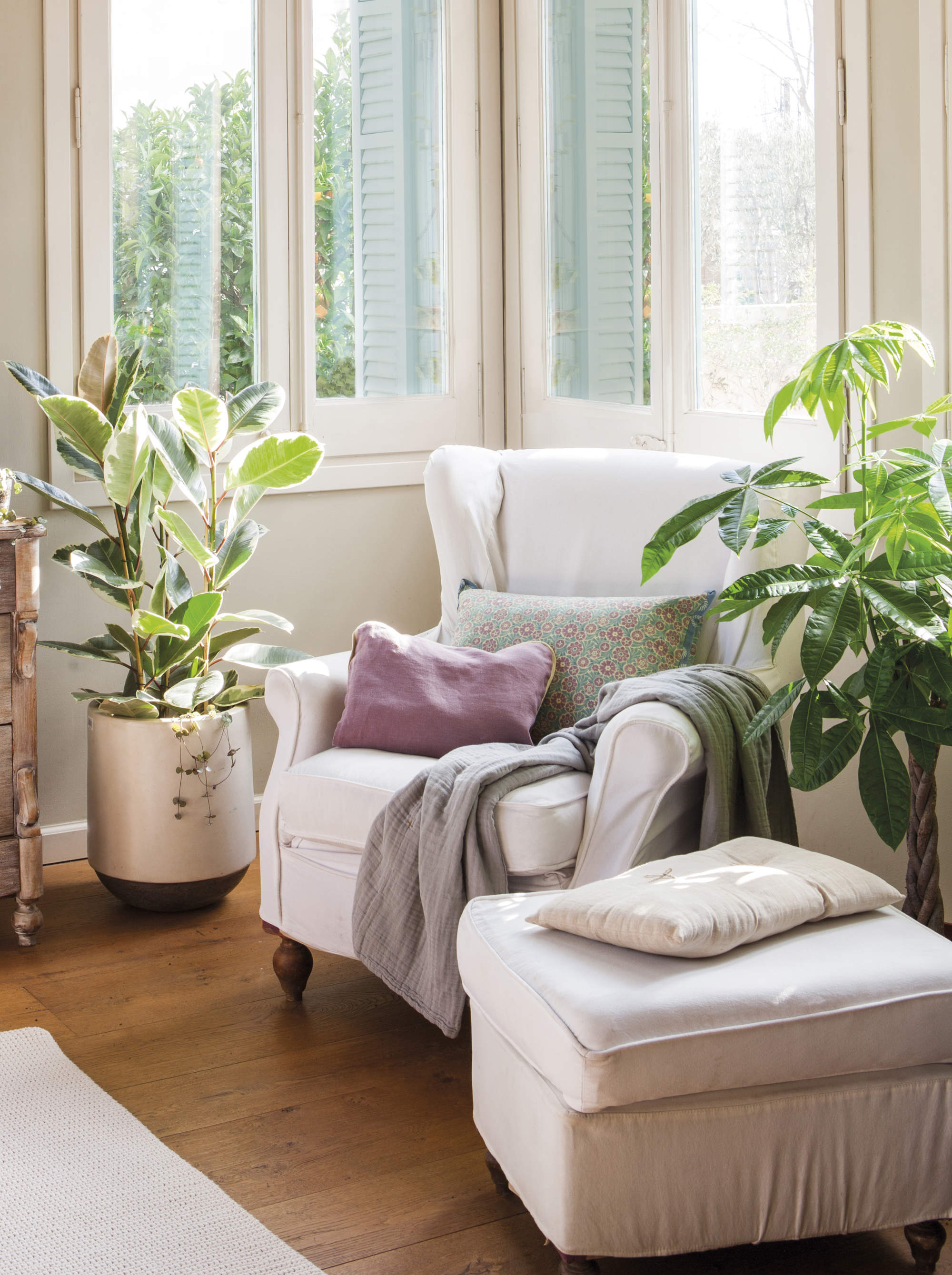 Rincón de lectura con sillón, reposapiés y ficus bajo la ventana.