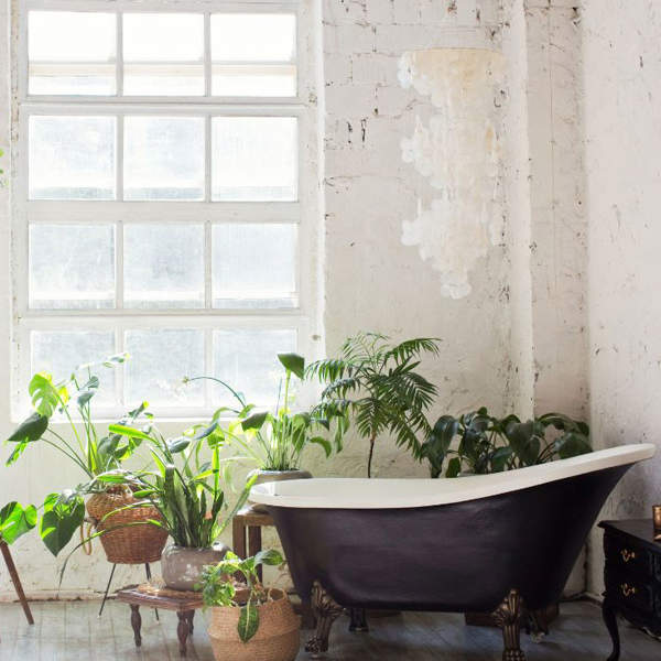 ADIÓS al moho y los hongos: 8 plantas (1 con flor) que absorben la humedad en el baño
