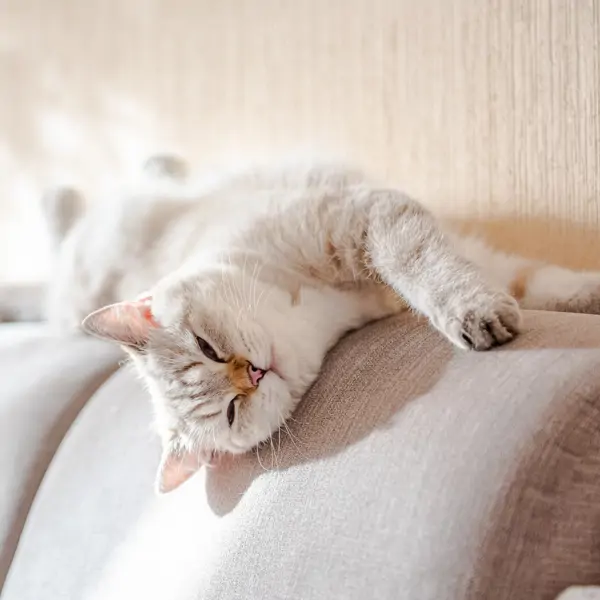 5 trucos de experto para evitar los arañazos de gato en el sofá